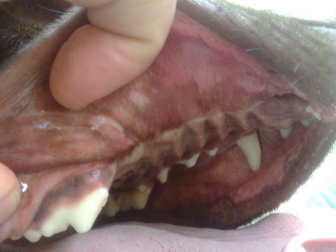 Oral Neoplasia In Dog and Cats